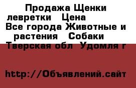 Продажа Щенки левретки › Цена ­ 40 000 - Все города Животные и растения » Собаки   . Тверская обл.,Удомля г.